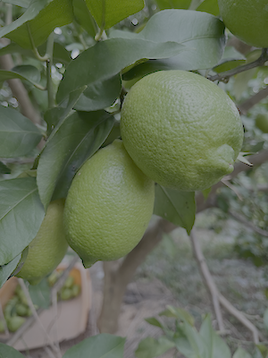 レモン