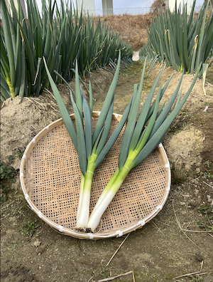 白ネギ